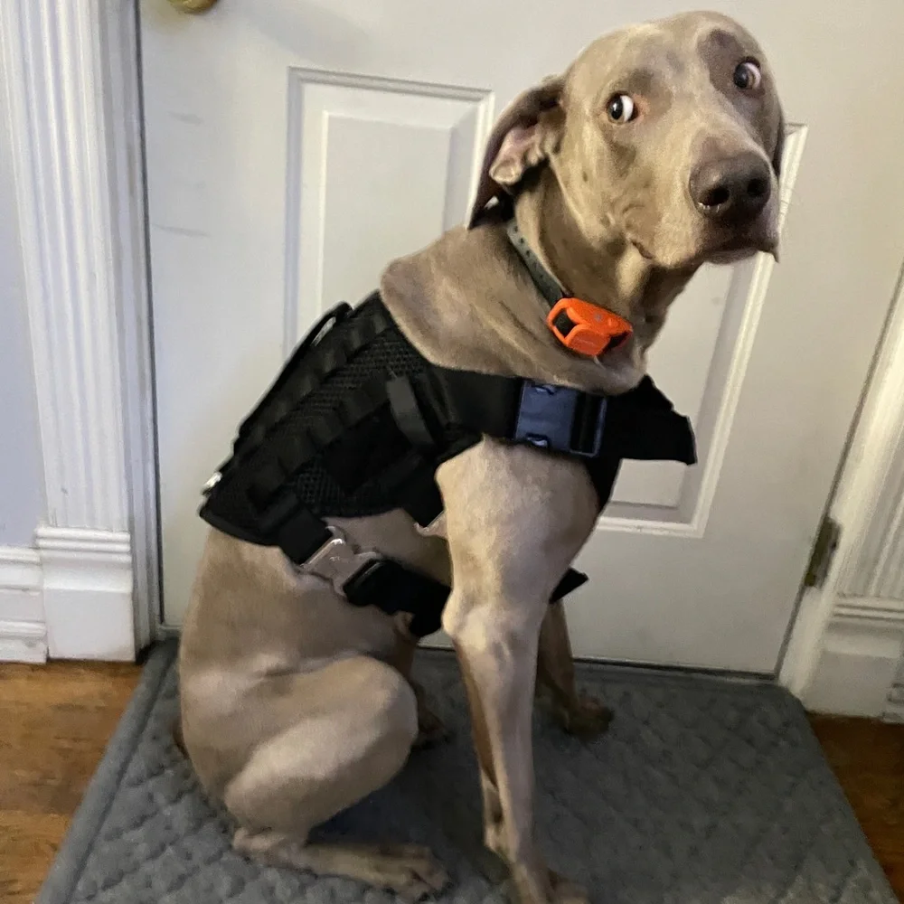 Orange & Black Rechargeable Dog Training Collar